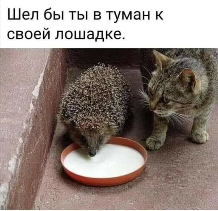 Шел бы ты в туман к своей лошадке