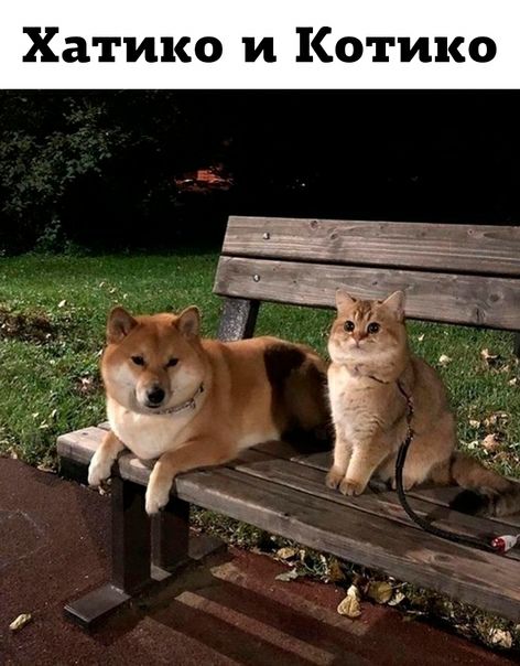 Хатико и Котико