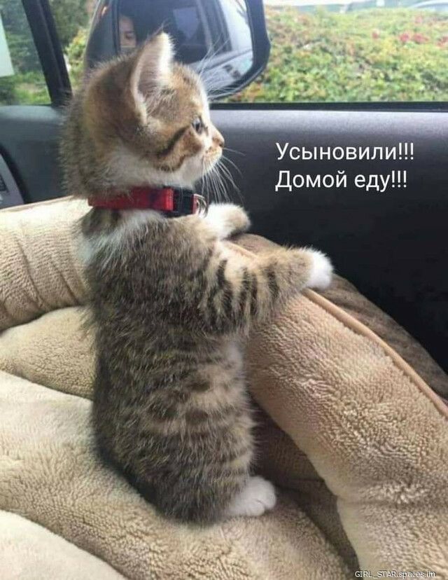 Усыновили домой еду