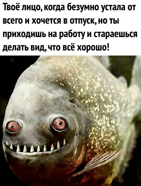 Твоё лицо когда безумно устала от всего и хочется в отпуск но ты приходишь на работу и стараешься делать видчто всё хорошо