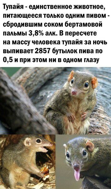 Тупайя единственное животное питающееся тоАько одним пивом сбродившим соком бертамовой пальмы 38 алк В пересчете на массу человека тупайи за ночь выпивает 2857 бутылок пива по 05 и при этом ни в одном глазу