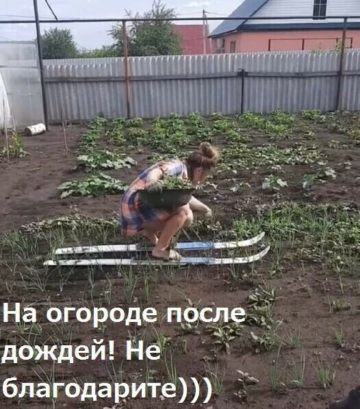 на огороде после д6ждей Нё благодарит _