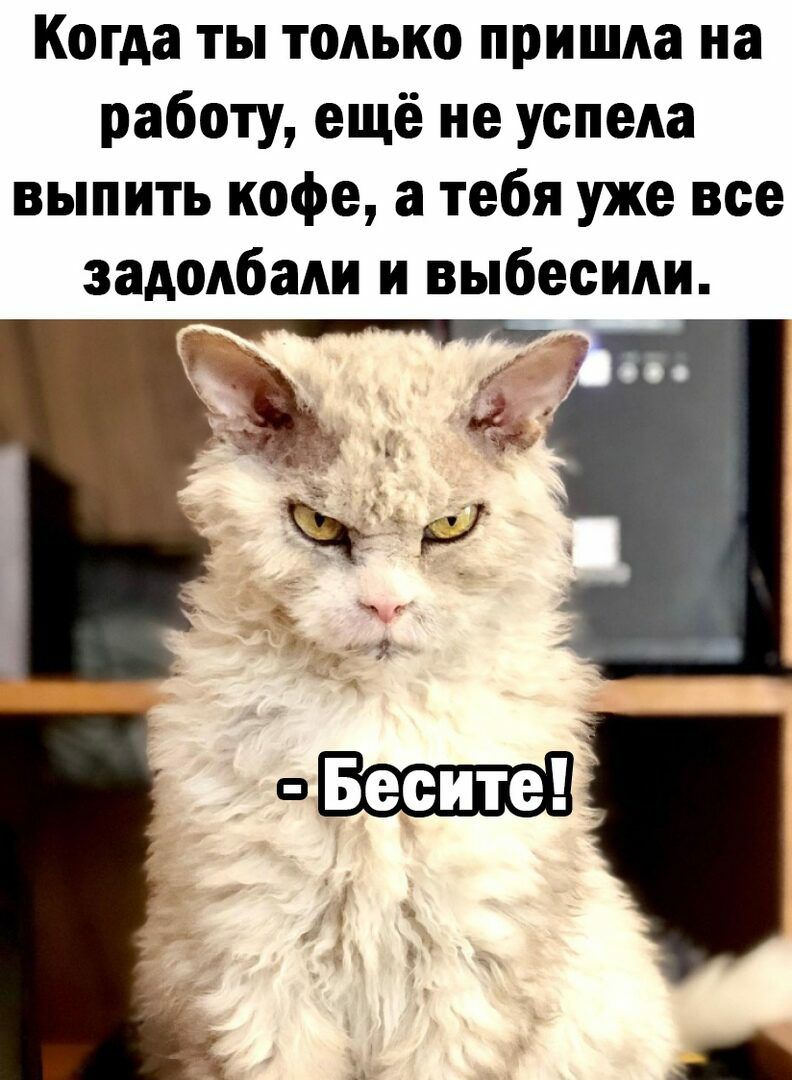 Когда ты только пришла на работу ещё не успела выпить кофе а тебя уже все задолбали и выбесиди