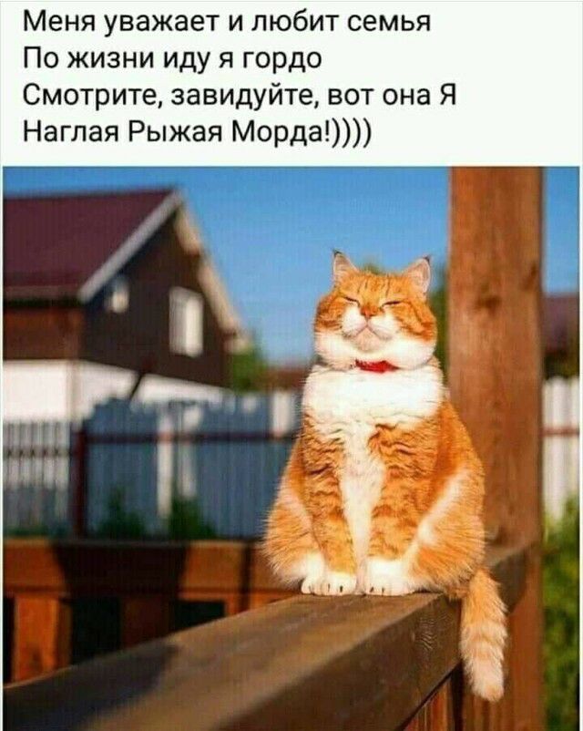 Меня уважает и любит семья По жизни иду я гордо Смотрите завидуйте вот она Я Наглая Рыжая Морда