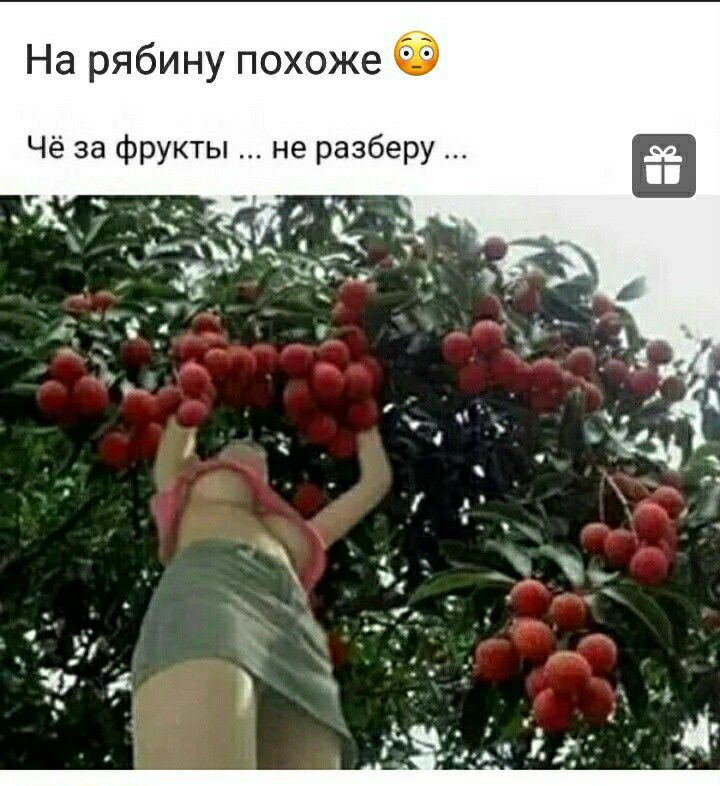 На рябину похоже Чё за фрукты не разберу