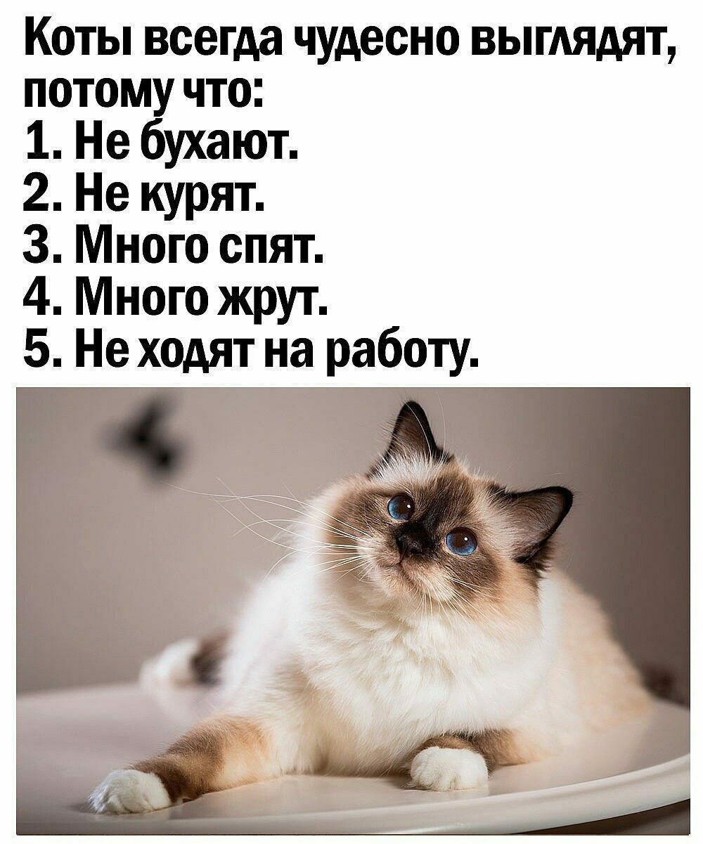 Коты всегда чудесно ВЫГАЯАЯТ потому что 1 Не бухают 2 Не курят 3 Много спят 4 Много жрут 5 Не ходят на работу