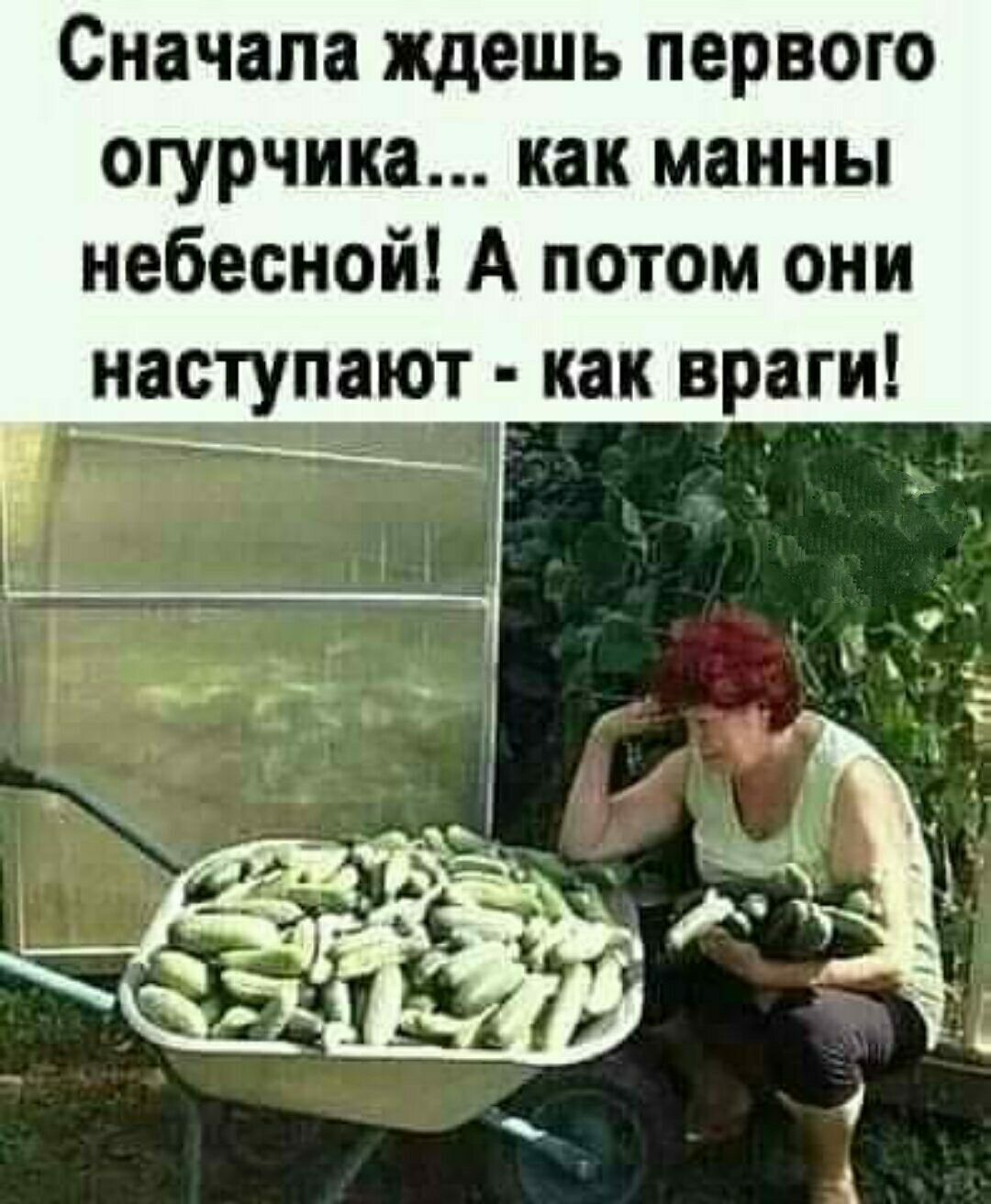 Сначала ждешь первого огурчика как манны небесной А потом они наступают как враги г А