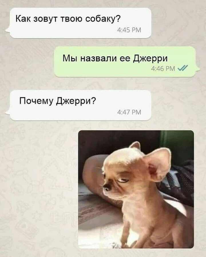 Как зовут твою собаку? Мы назвали ее джерри 4:46 рм м почему джерри?