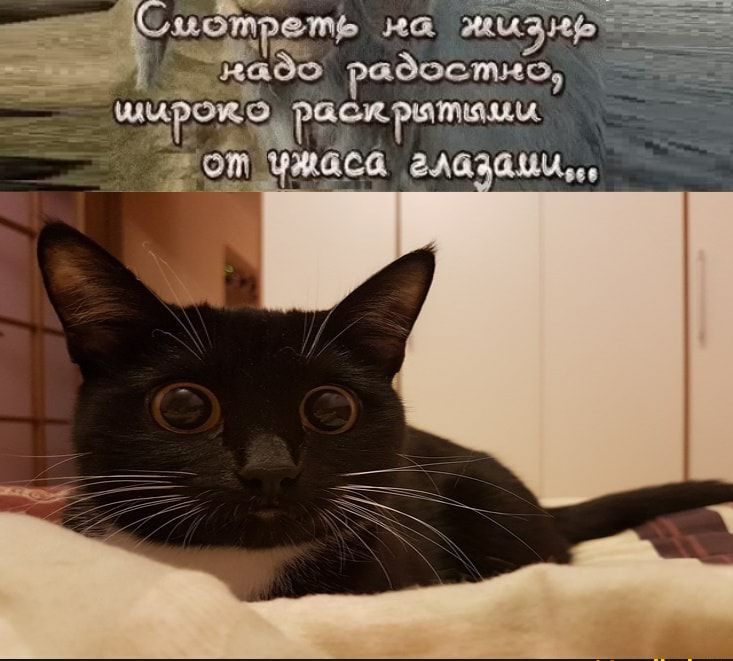 тать на жцэн достало иск тиши Ён на 011