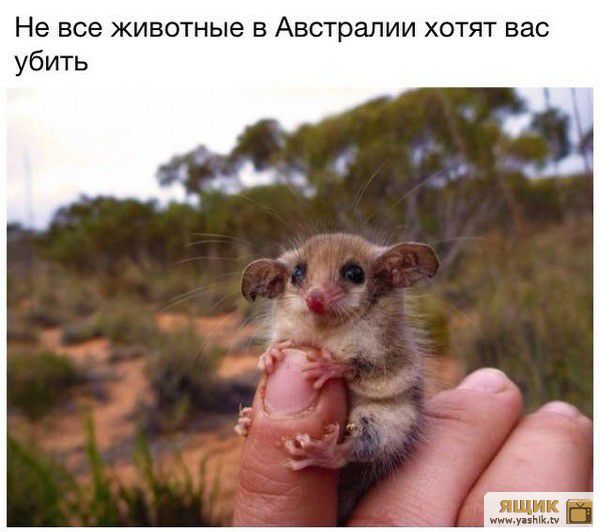 Не все животные в Австралии хотят вас убить ящик инки ямки