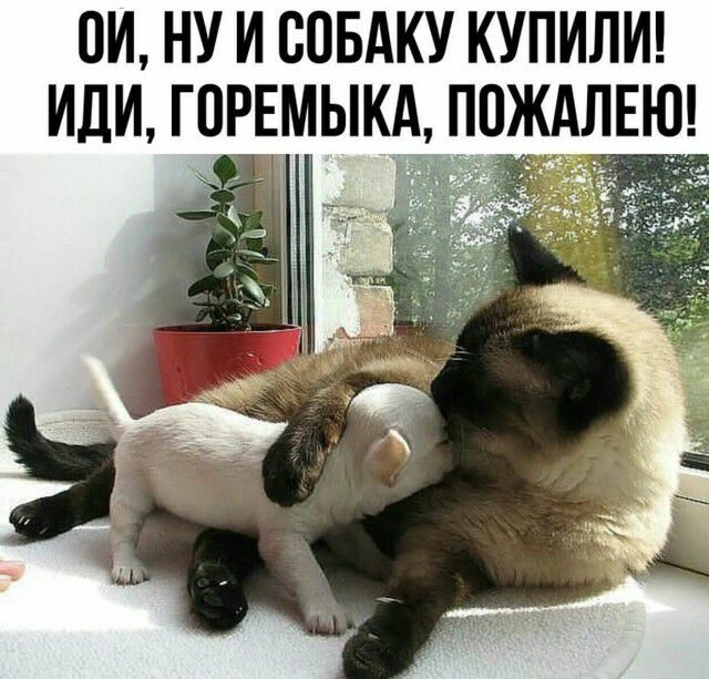 ПИ НУ И СОБАКУ КУПИЛИ ИЛИ ГПРЕМЫКА ППЖАЛЕЮ К