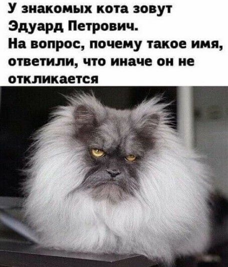 У знакомых кота зовут Эдуард Петрович На вопрос почему такое имя ответили что иначе он не откликается