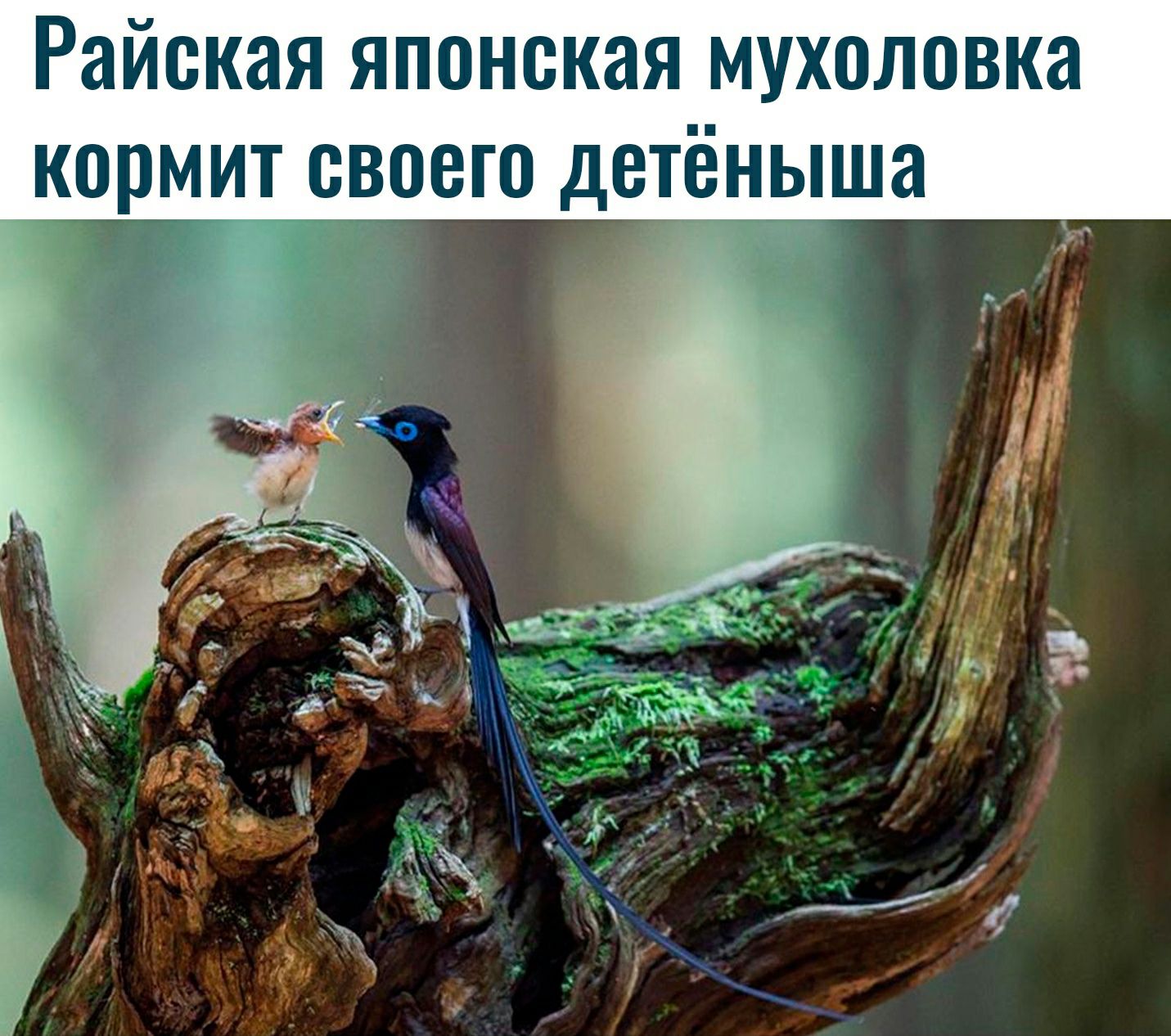 Ская японская мухоловка кормит своего детёныша