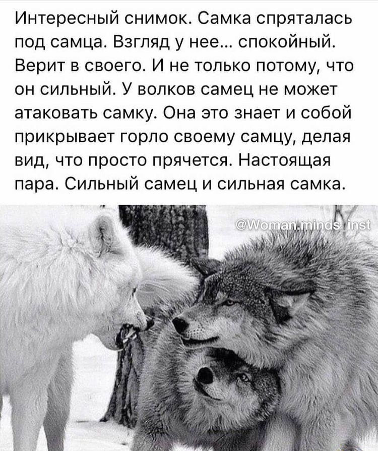 Интересный снимок Самка спряталась под самца Взгляд у нее спокойный Верит в своего И не только потому что он сильный У волков самец не может атаковать самку Она это знает и собой прикрывает горло своему самцу делая вид что просто прячется Настоящая пара Сильный самец и сильная самка