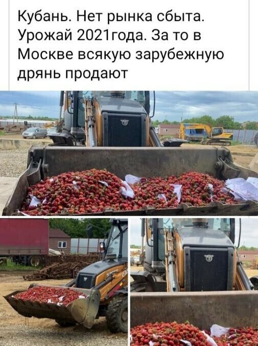 Кубань Нет рынка сбыта Урожай 2021 года За то в Москве всякую зарубежную дрянь продают