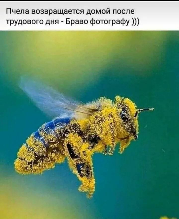 Пчела возвращается домой после трудового дня Браво фотографу