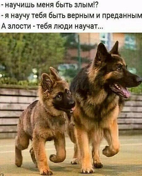 научишь меня быть зпым я научу тебя быть верным и преданны А злости тебя люди научат
