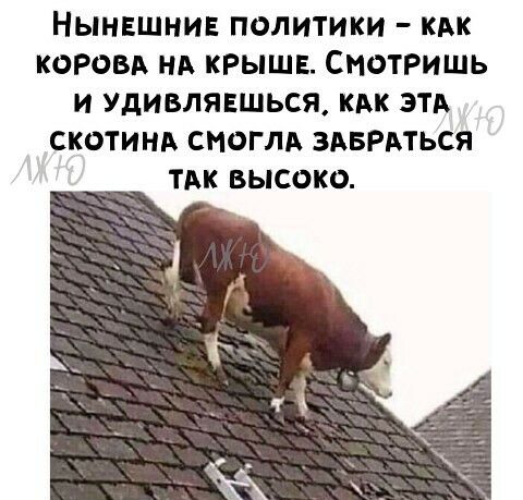 Нынвшни политики кдк коровд НА КРЫШЕ Смотришь и удивлявшься как этд скотинд смогли здврдться ТАК высоко