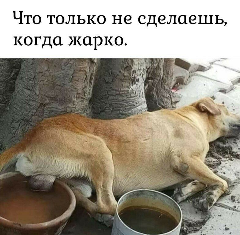 Что только не сделаешь когда жарко