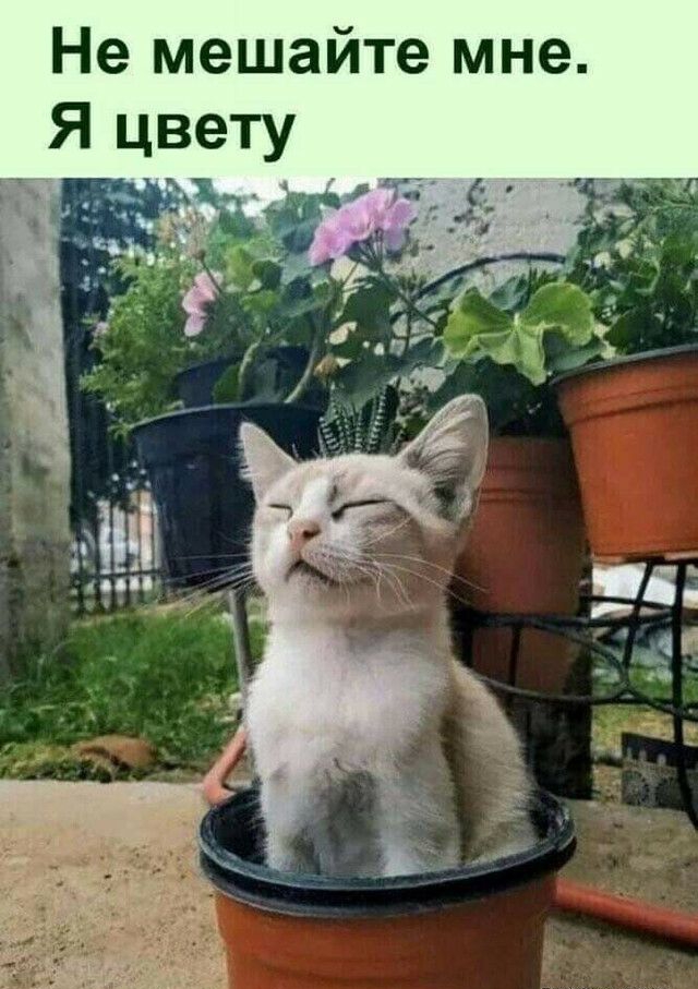 Не мешайте мне