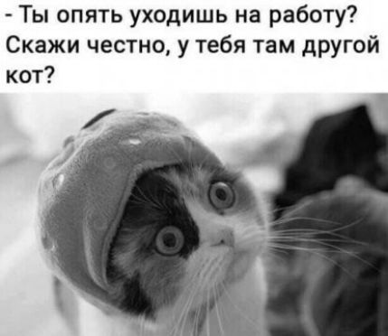 Ты опять уходишь на работу Скажи честно у тебя там другой кот