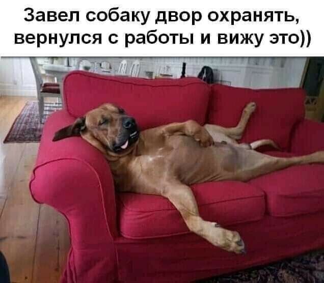 Завел собаку двор охранять вернулся с работы и вижу это