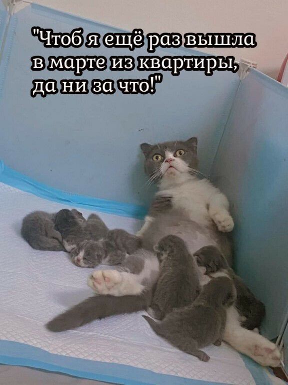 Ацв