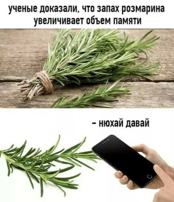 ученые доказали ЧТО ЗВПЗХ розмарина