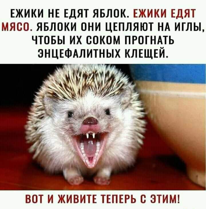 ЕЖИКИ НЕ ЕДЯТ ЯБЛОК ЕЖИКИ ЕДЯТ МЯСО ЯБЛОКИ ОНИ ЦЕПЛЯЮТ НА ИГЛЫ ЧТОБЫ ИХ ООКОМ ПРОГНАТЬ ЗНЦЕФАЛИТНЫХ КЛЕЩЕЙ ВОТ И ЖИВИТЕ ТЕПЕРЬ С ЭТИМ