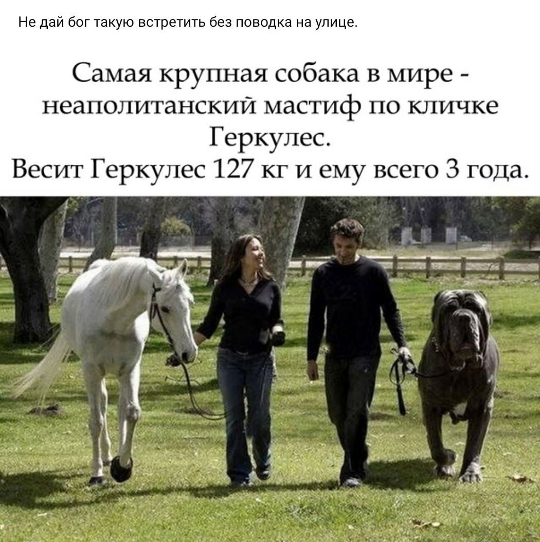 Не дай бог такую встретить без поводка на улице Самая крупная собака в мире неаполитанскии мастиф по кличке Геркулес Весит Геркулес 127 кг и ему всего 3 года