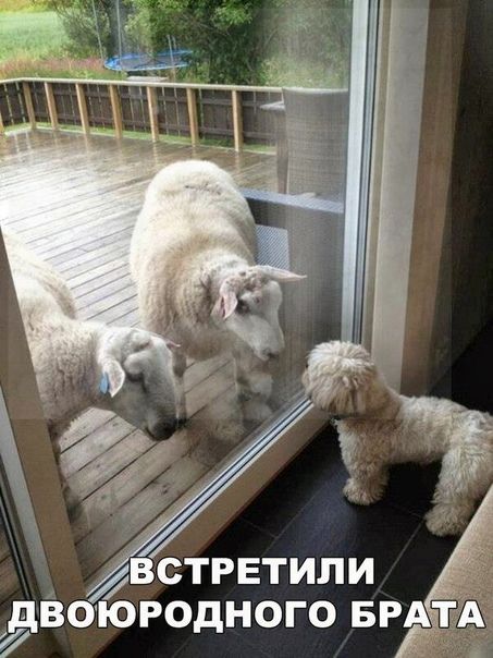 ивстретили д' воюродного брата д