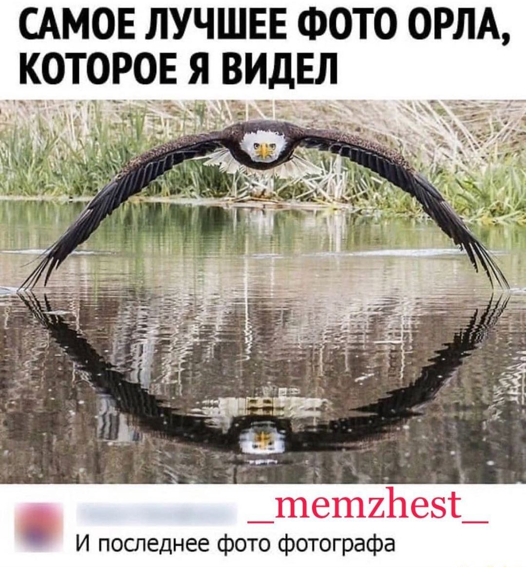 САМОЕ ЛУЧШЕЕ ФОТО ОРЛА КОТОРОЕ Я ВИДЕЛ дел 4 _тетбез_ И последнее фото фотографа