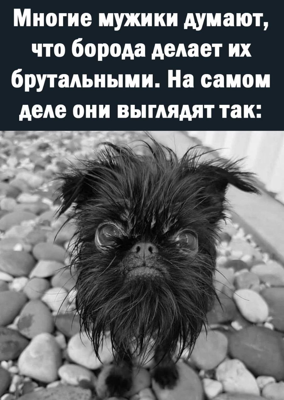 Многие мужики думают что борода делает их брутальными На самом деле они выглядят так