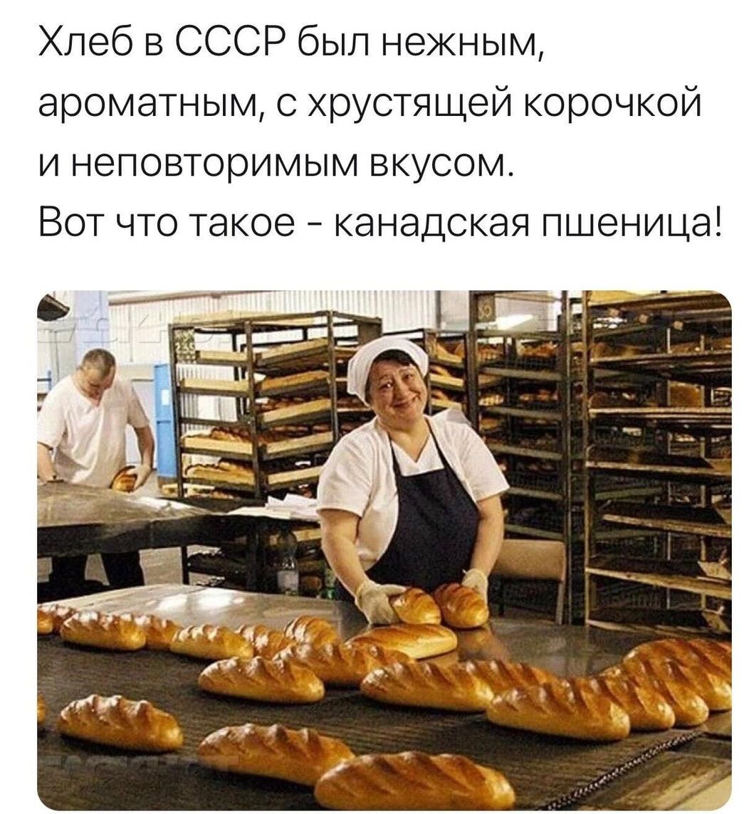 Хлеб в СССР был нежным ароматным с хрустящей корочкой и неповторимым вкусом Вот что такое канадская пшеница