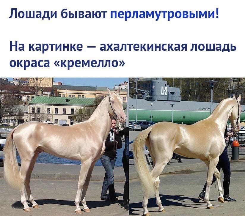 Лошади бывают перламутровыми На КЗРТИНКЕ ахалтекинская лошадь окраса КРЕМЕЛЛО
