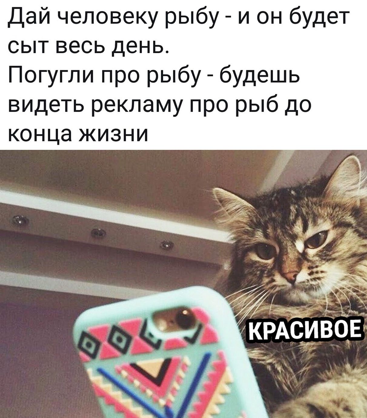 Мем про рыбов. Красивое мемы коты. Коты мемы про рыбу. Коты вы продаете Рыбов.