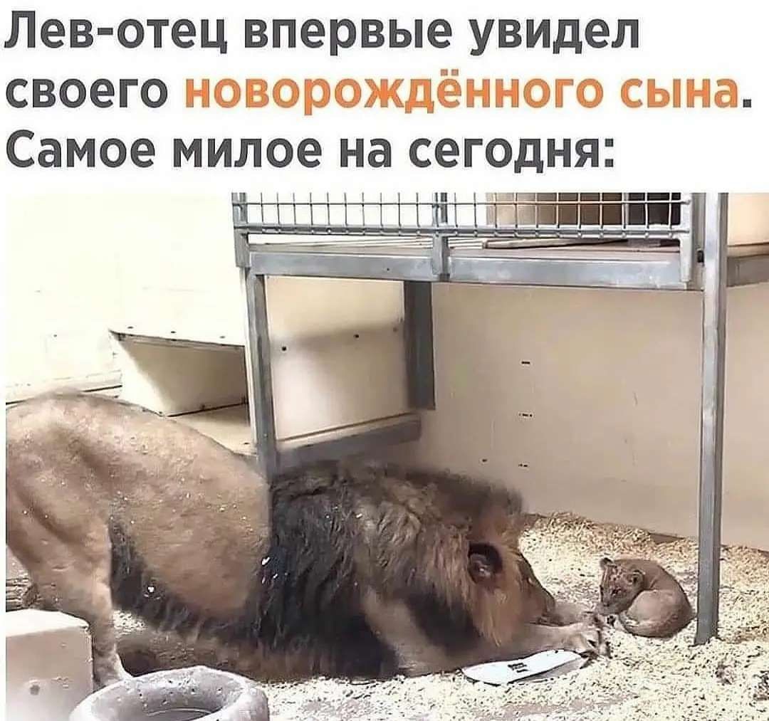 Лев о тец впервые увидел своего д 1ъ 3 Самое милое на сегодня