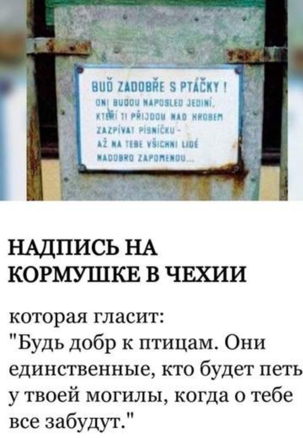 ный сшивдг 9 тіт а авт 1 п ч ьн НАДПИСЬ НА КОРМУШКЕ В ЧЕХИИ которая гласит Будь добр к птицам Они единственные кто будет петь у твоей могилы когда о тебе все забудут
