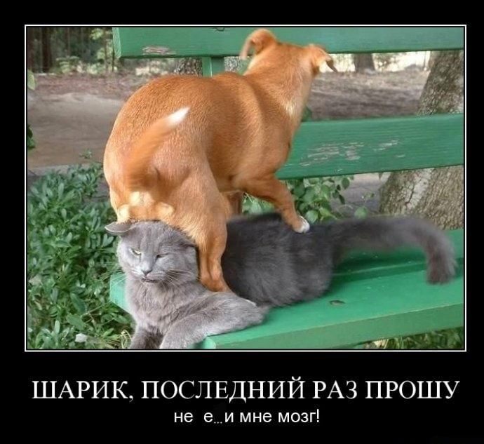 ШАРИК ПОСЛЕДНИЙ РАЗ ПРОШУ не е и мне мозг