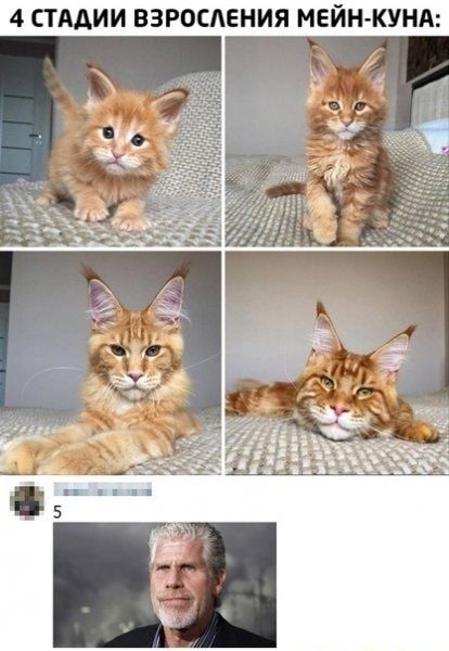 4 ПААИИ ВЗРОСАЕНИЯ МЕЙН КУНА