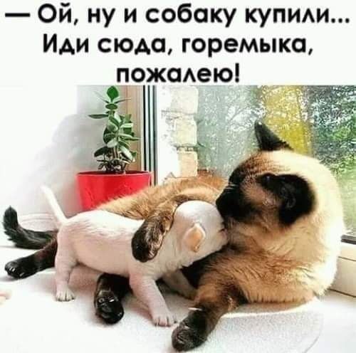 Ой ну и собаку купим Иди сюда горемыка пожсмею __
