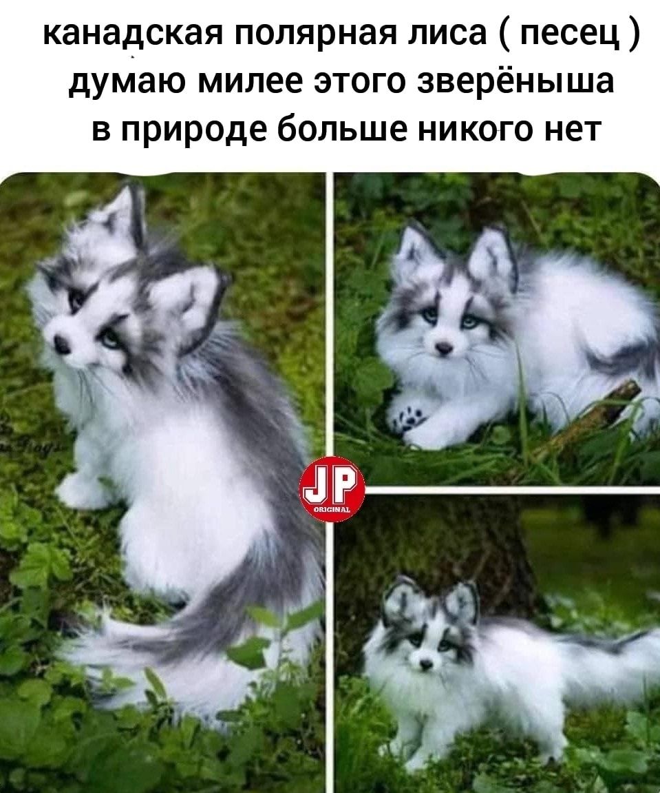 канадская полярная лиса песец думаю милее этого зверёныша в природе больше никого нет