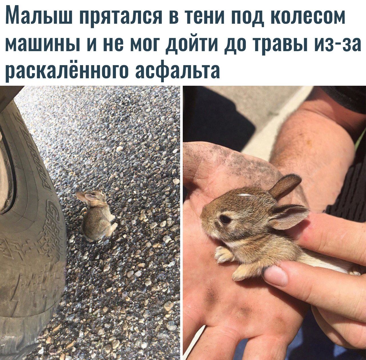 Малыш ПРЯТЗЛСЯ В ТЕНИ П0Д КОЛВВОМ МШИНЫ И НЕ МОГ Д0ЙТИ ДО травы из за