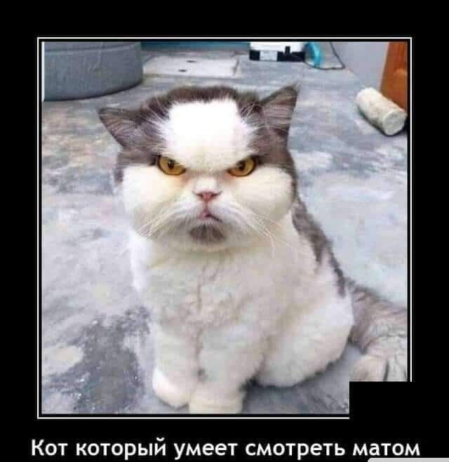 Кот который умеет смотреть матом