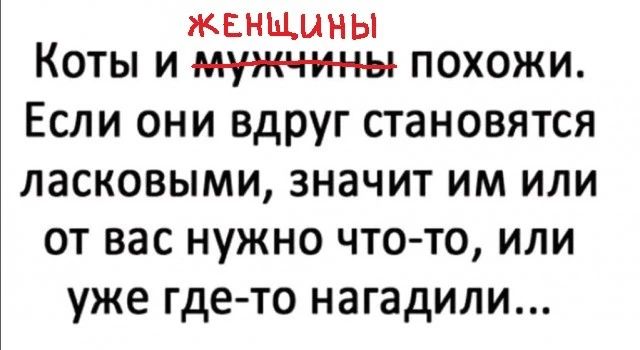 ЖЕНЩИНЫ Коты и муж тины похожи Если они вдруг становятся ласковыми значит им или от вас нужно что то или уже где то нагадили