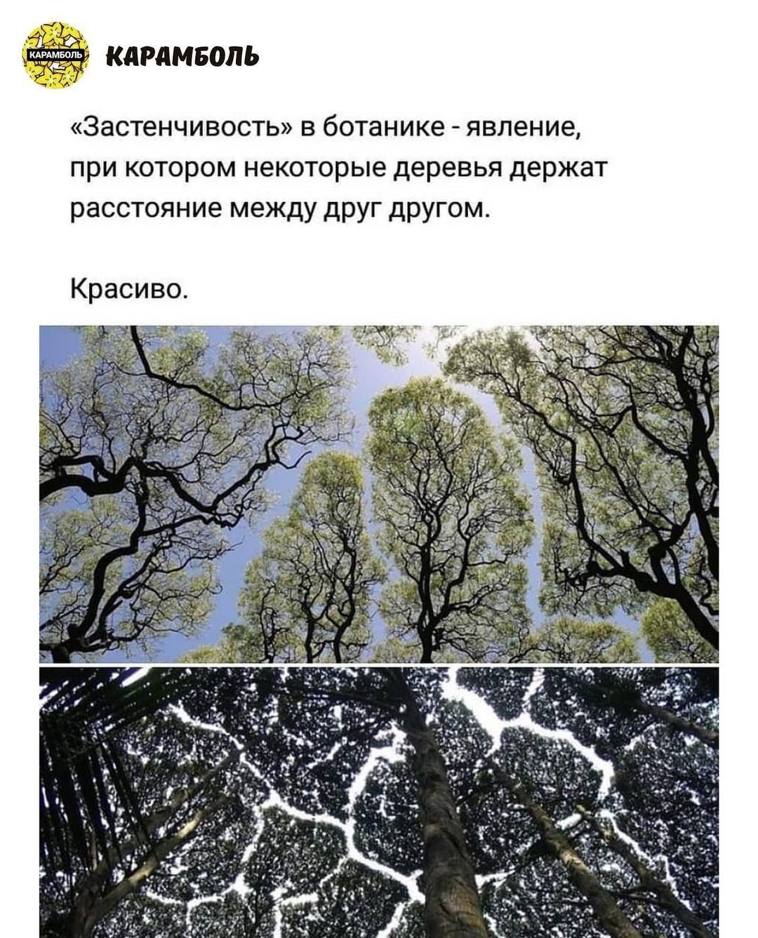 КАРАМБОПЬ Застенчивость в ботанике явление при котором некоторые деревья держат расстояние между друг другом Красиво