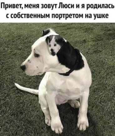 Привет меня зовут Люси и я родилась собственным портретом на ушке