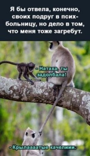 я бы отвел комично своих подруг псих бмьиицу но дело тои что поил топ пгрцбут Кицмань пчелип