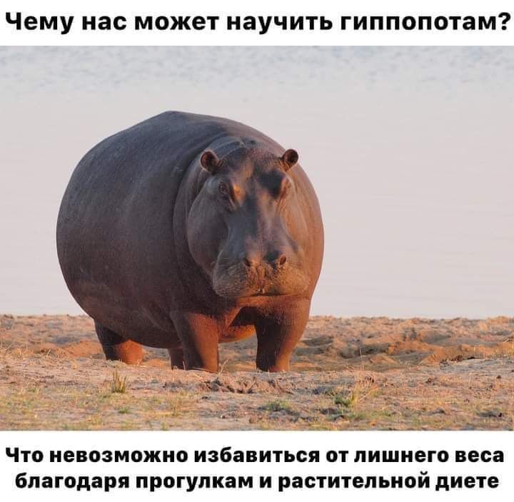 ЧЕМУ нас может НЗУЧИТЬ ГИППОПОТЭМ ЧТО НЕВОЗМОЖНО избавиться ОТ ПИШНЕГО веса благодаря ПРОГУПКЗМ И РЗСТИТЕЛЬНОЙ диете