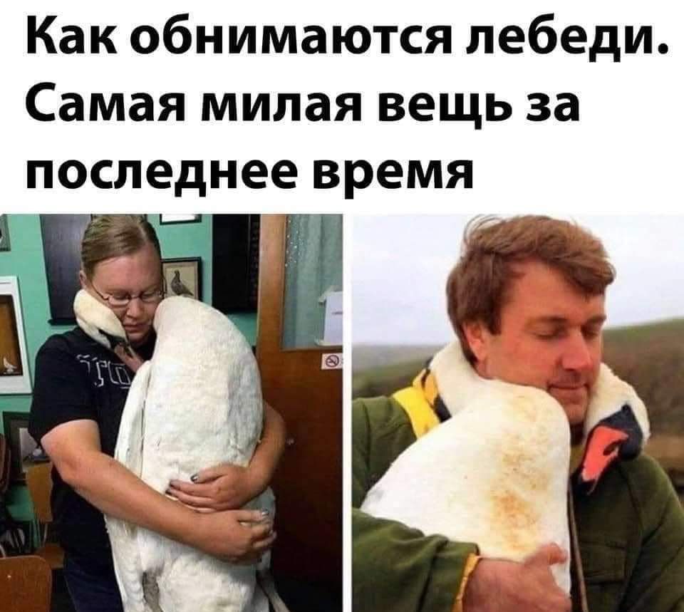 Как обнимаются лебеди Самая милая вещь за последнее время зс